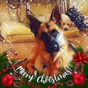 Meet your Posher, Tracey